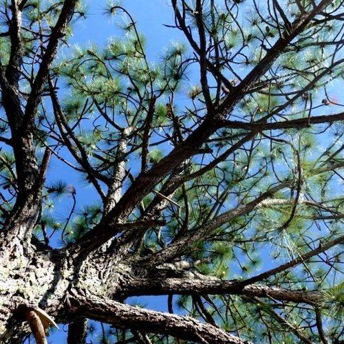 Terreno en carretera de Atemajac de Brizuela a Ecole