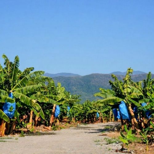 Rancho Callejones (Platanar)