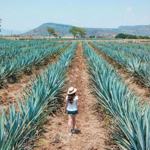 Agave Fields