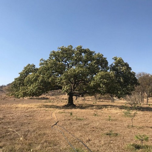 Arbol Pantera El Diente