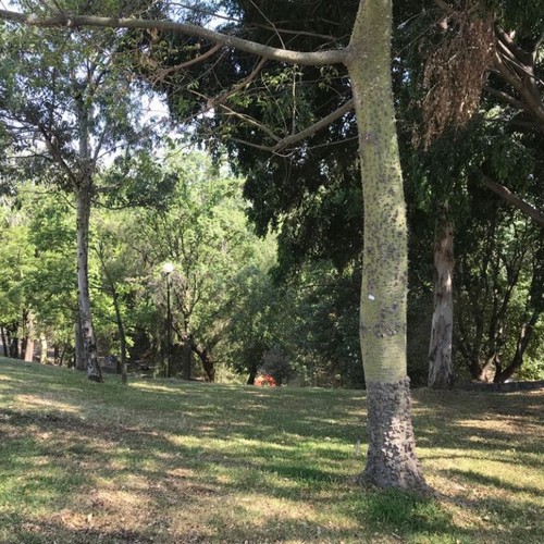 Parque Hundido Seattle Zapopan