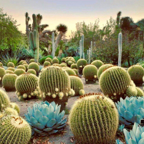 IBUNAM Botanical Garden